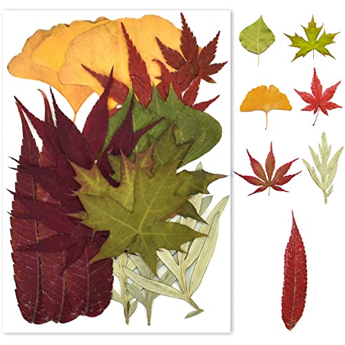 Folhas prensadas secas, folhas secas naturais, folhas secas misturadas estilo vermelho, bricolage para resina, cartões, velas, sabão, jóias, marcadores de pingentes, pendentes, álbuns de recortes