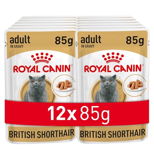 Royal Canin British Shorthair comida para gatos - embalagem de 12 x 85 g - total: 1020 g